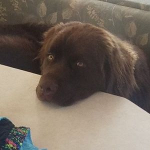 Meet your Posher, Amelia